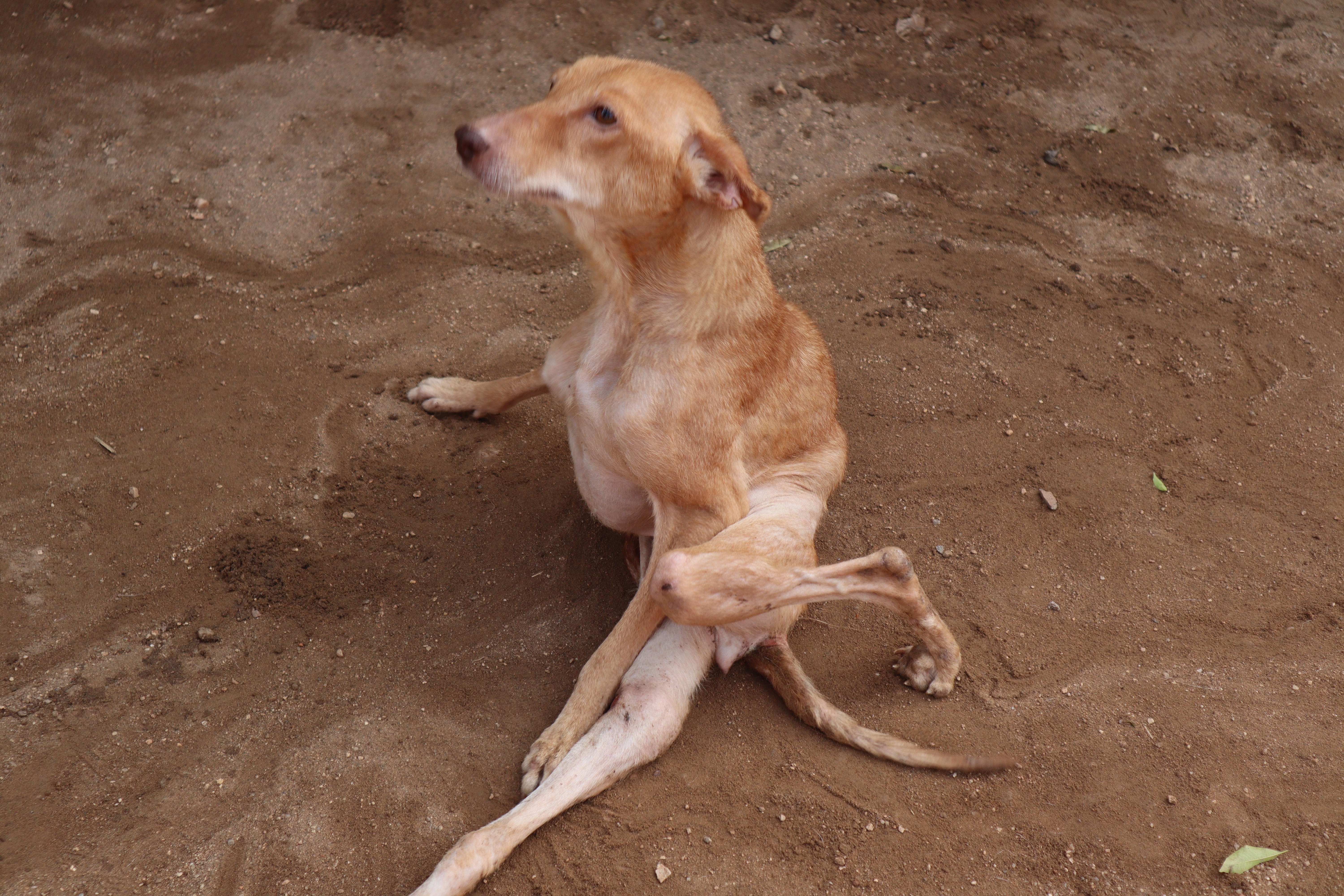 Care for Street Dogs