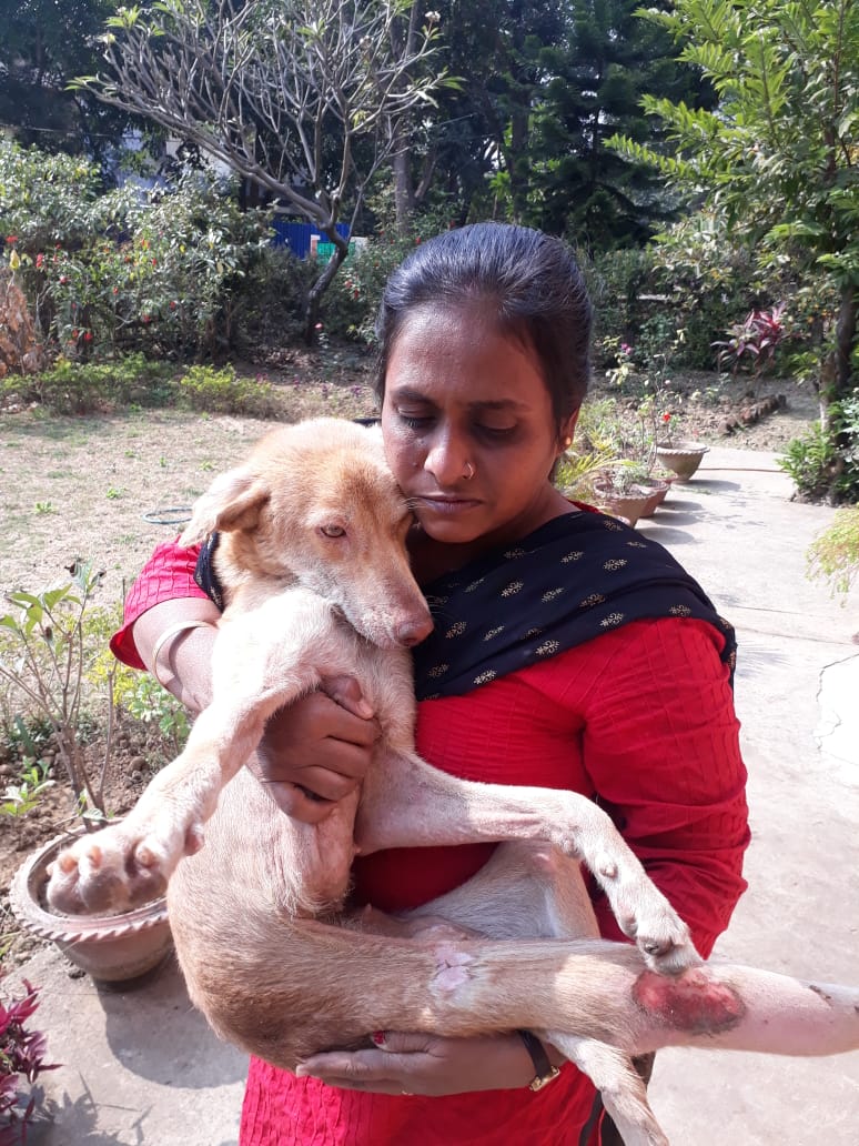 Street Dog Awareness